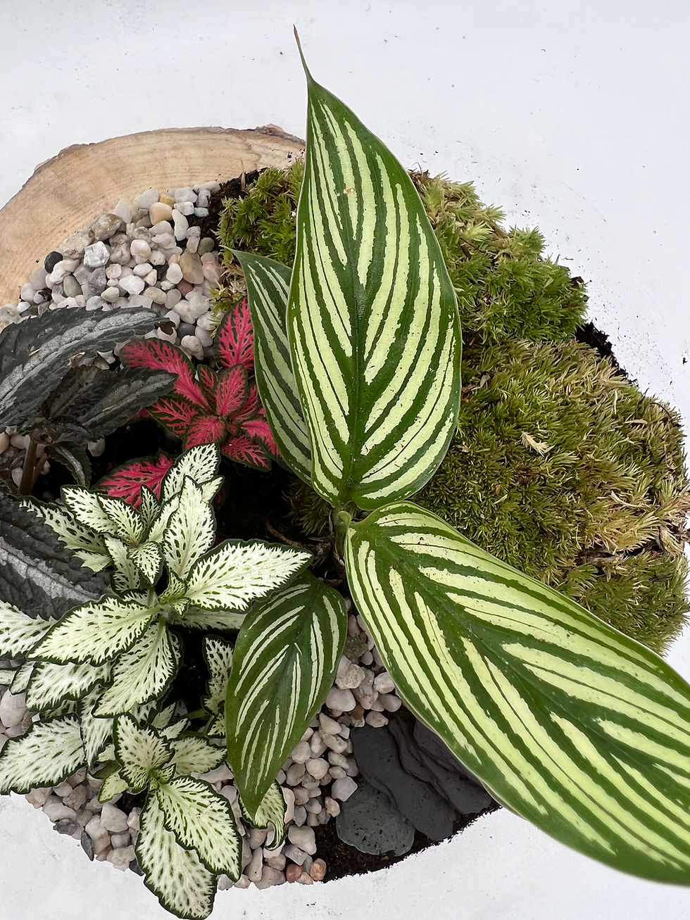 Thumbnail: Terrarium 'Kaat'