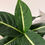 Thumbnail: Dieffenbachia Green Magic