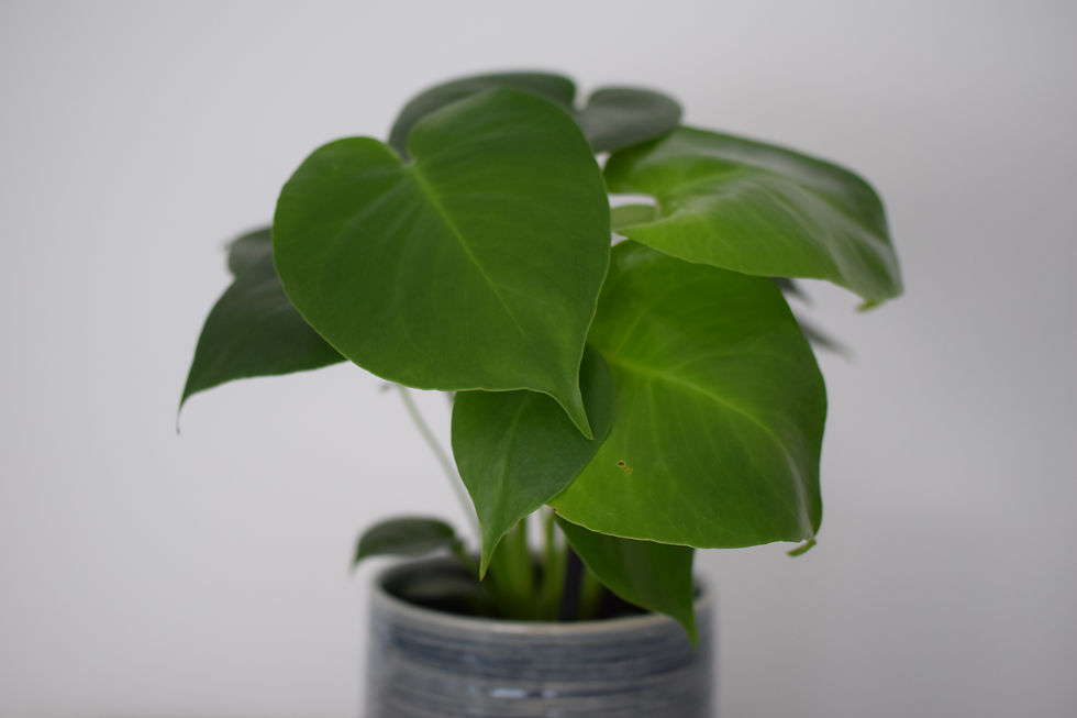Monstera deliciosa gatenplant