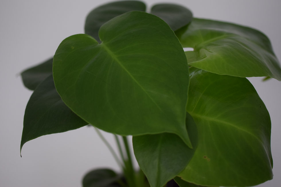 Thumbnail: Monstera deliciosa gatenplant
