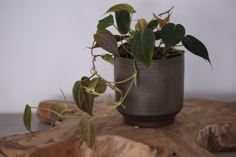 Philodendron scandens Micans