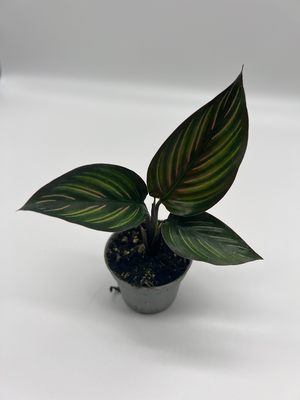 Thumbnail: Calathea mieli 'Beauty Star''Baby'