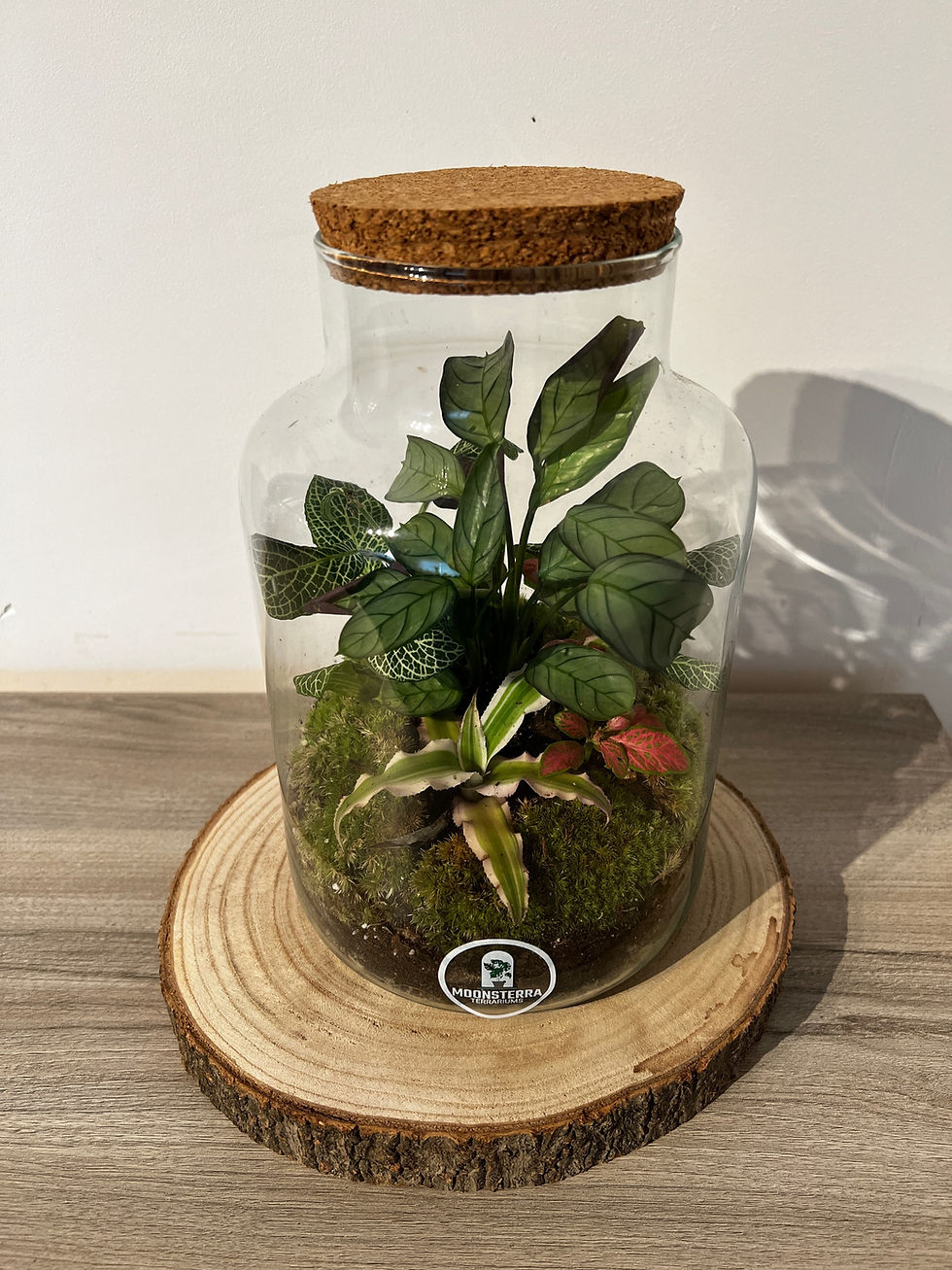 Thumbnail: Terrarium ´Lindy´