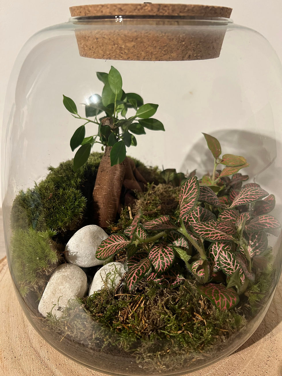 Thumbnail: Terrarium ´Jessica´
