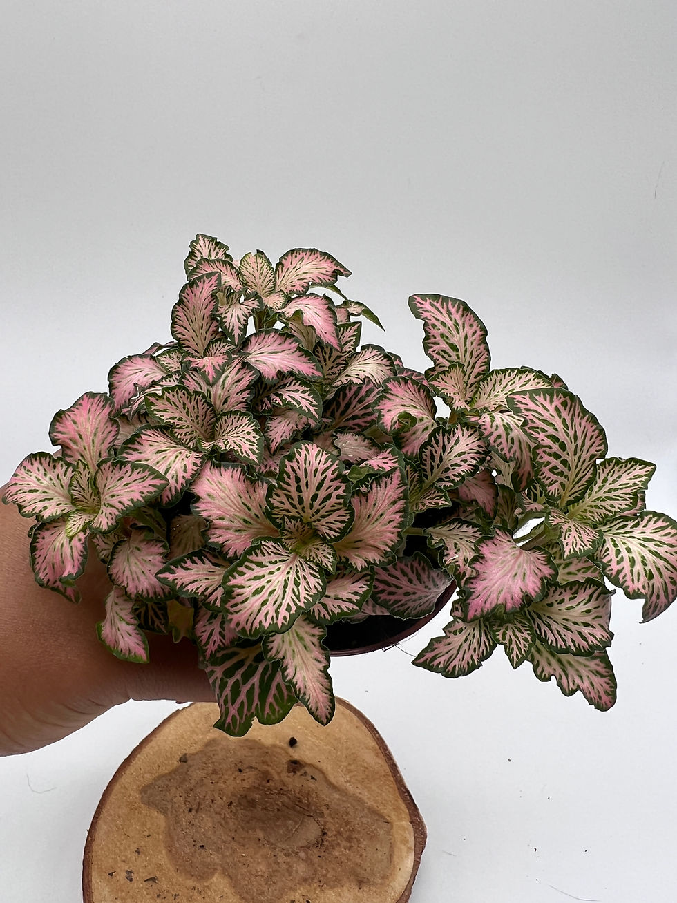Thumbnail: Fittonia 'Mixed'