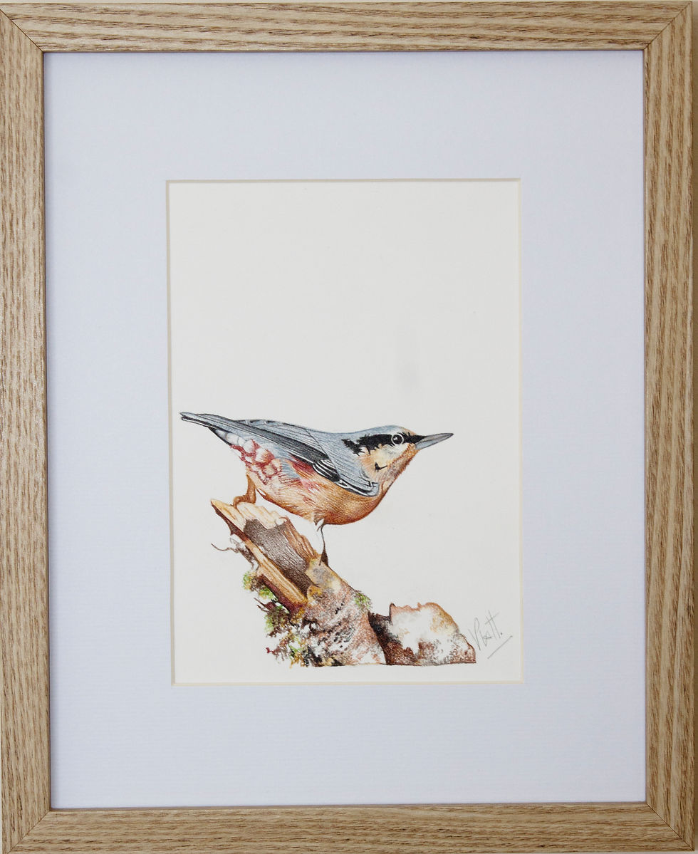 Thumbnail: Nuthatch