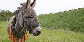 Could a real donkey be sadder than Winnie the Pooh's Eeyore?