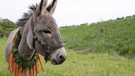 Could a real donkey be sadder than Winnie the Pooh's Eeyore?