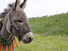 Could a real donkey be sadder than Winnie the Pooh's Eeyore?