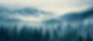 forrest.jpeg