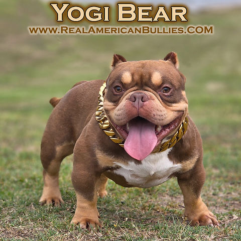 Real American Bully puppies, Real American Bully puppy available dog show www.cubangoldchains.com www.realamericanbullies.com