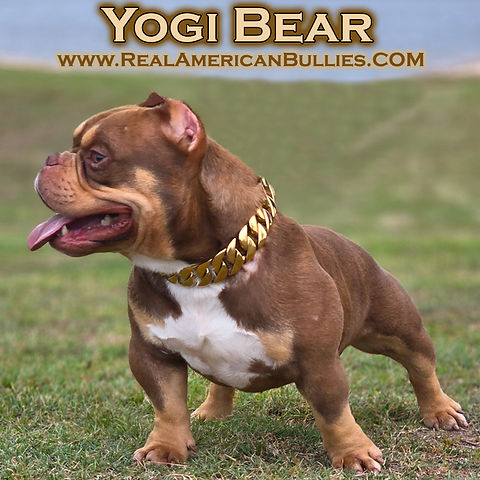 Real American Bully puppies, Real American Bully puppy available dog show www.cubangoldchains.com www.realamericanbullies.com