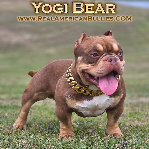 Real American Bully puppies, Real American Bully puppy available dog show www.cubangoldchains.com www.realamericanbullies.com