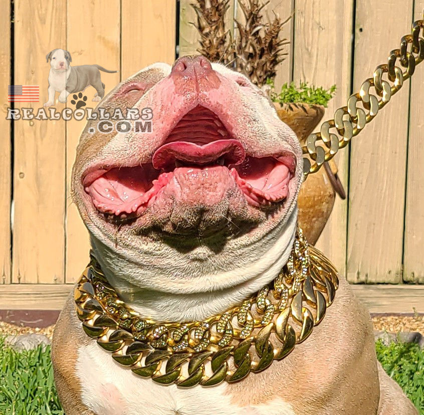 Thumbnail: Cuban Diamond Gold pet Chain 32mm Dog Show Collar 316L Stainless Steel