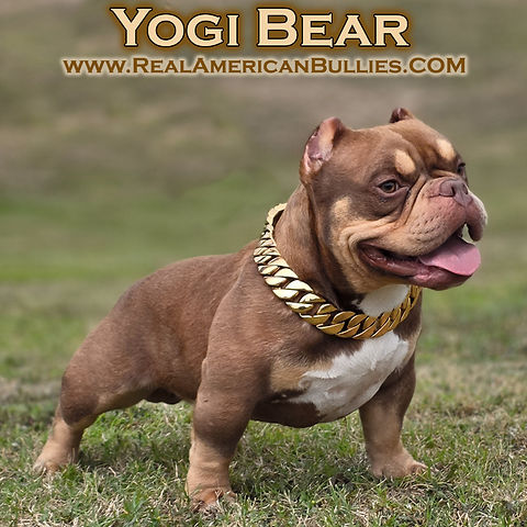 Real American Bully puppies, Real American Bully puppy available dog show www.cubangoldchains.com www.realamericanbullies.com