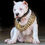 Thumbnail: Cuban Gold pet Chain 32mm Dog Show Collar 316L Stainless Steel