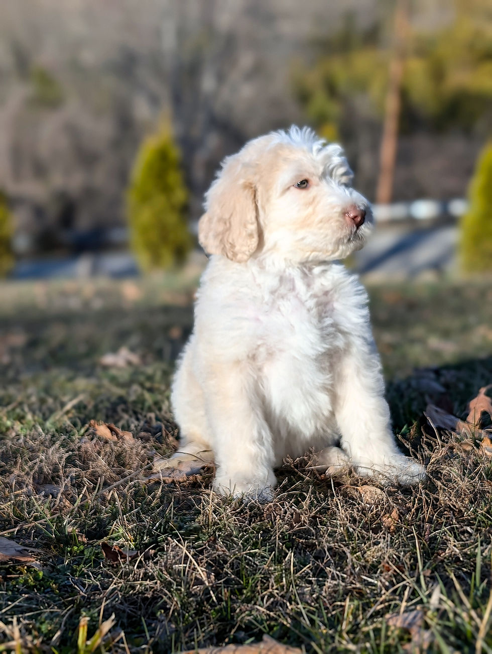 Axle