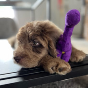 Murphy Mae Chillin At Her New Home