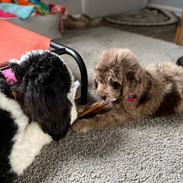 Murphy Mae & Talulah