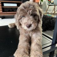 Murphy Mae At Home In North Carolina