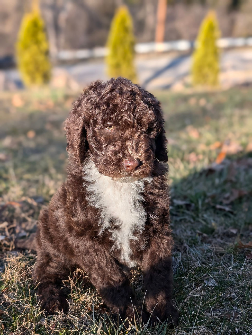 Chewie