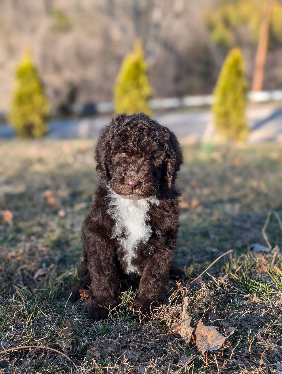 Chewie
