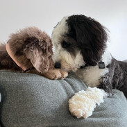 Murphy Mae & Her New Sister Talulah