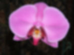 Phalaenopsis orchid