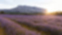 sainte-victoire-lavande-lever-de-soleil.jpg