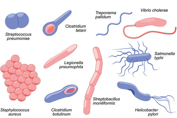 How Clean Is Your Gym? protozoa cell diagram 