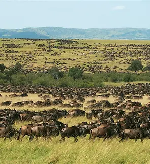 wildebeest-migration.webp