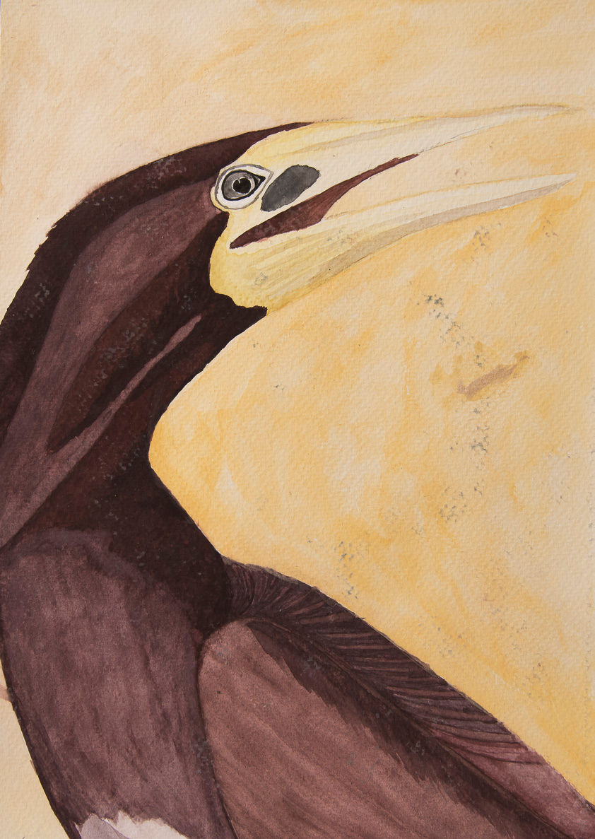 Booby Gannet . Portraiture