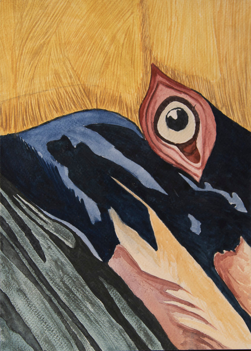 The Eye Of A Pelican . Portraiture