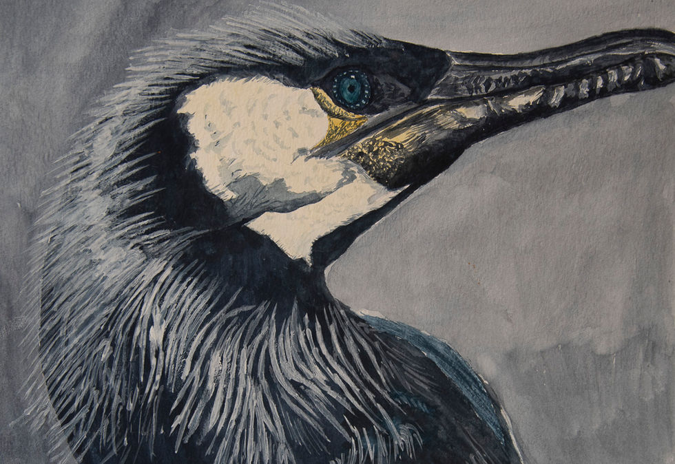 Imperial Cormorant . Portraiture