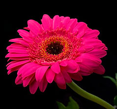Gerbera