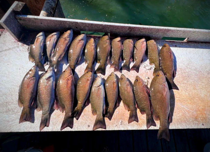 Mangrove snapper