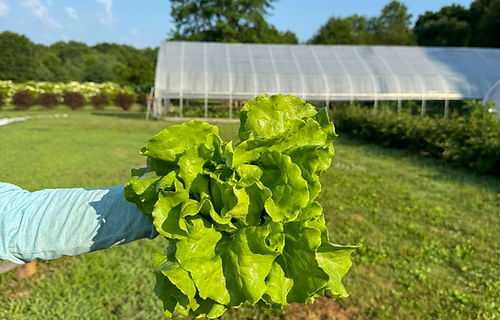 farm foto 2 .jpg