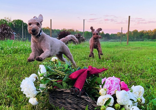 farm foto 7 .jpg