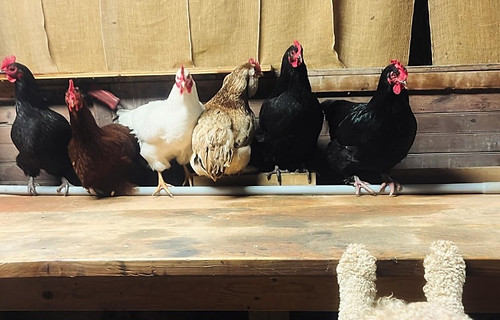 farm foto 8 .jpg