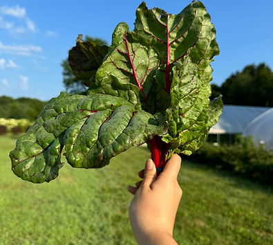 farm foto 3 .jpg