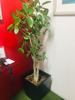2020年１月の観葉植物②