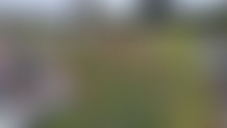 Větve na hřbitově