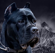 cane corso