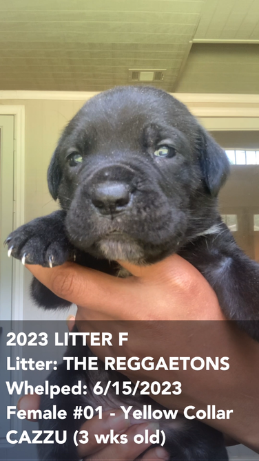 IMG_9564-2023-Litter-F-Yellow-3weeks.PNG