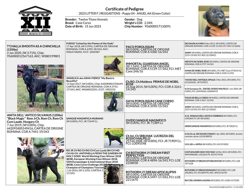 pedigree_2023 LITTER F _ REGGAETONS - Puppy 04 - ANUEL AA (Green Collar)_2023-07-11.jpeg