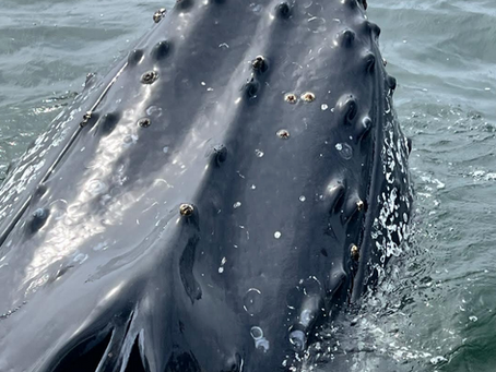 How the Demand for Fish Oil Impacts Antarctic Communities