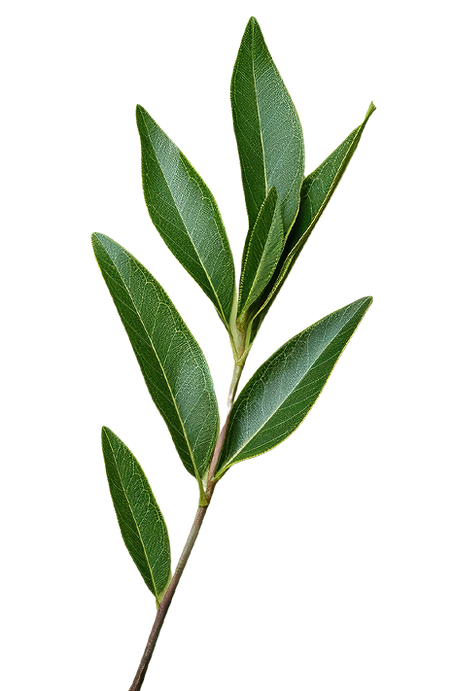 1-leaves.png