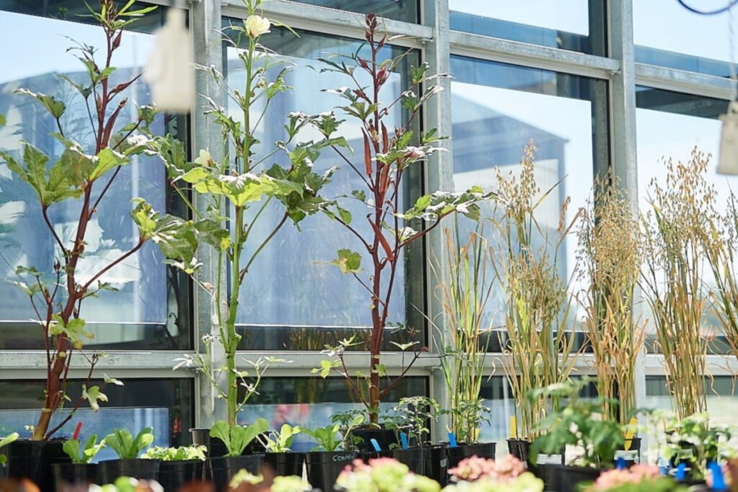 ClearVue targets Qatar greenhouse boom with solar glass