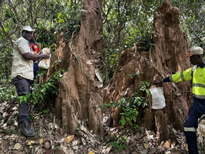 MetalsGrove lights up multiple Côte d’Ivoire gold corridors