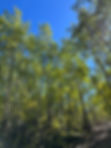 IMG_0945.jpeg